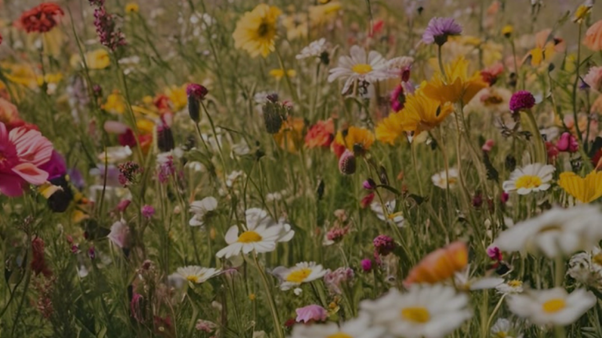 Changement de saison : Pourquoi faire une cure de compléments cheveux au printemps ?